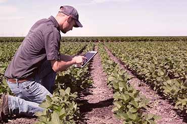 Cultivating innovation: A guide to claiming the R&D Tax Incentive in the Agribusiness sector